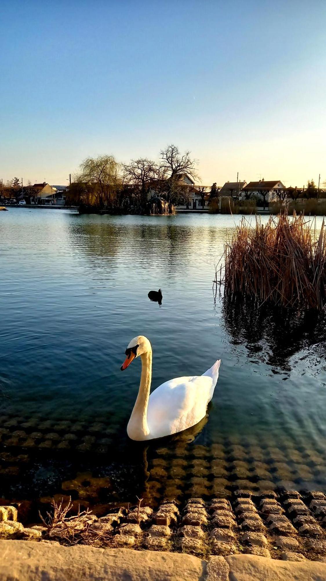 Appartement Cosy ,Wifi ,Gare "Le Refuge Du Lac" ヴィニュー・シュル・セーヌ エクステリア 写真